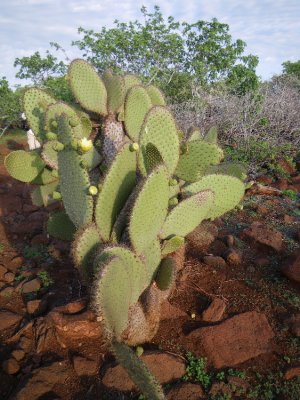 IMGP0307_Prickly Pear Cactus.JPG