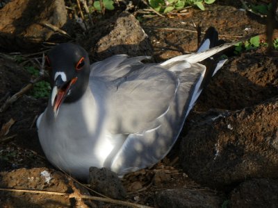 IMGP0319_Swallow-Tailed Gull.JPG
