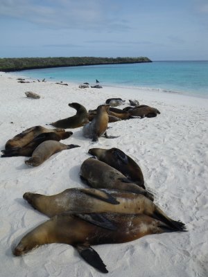 IMGP0337_Galapagos Sea Lions.JPG