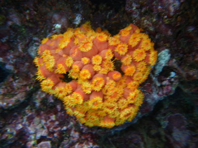IMGP0384_Orange Cup Coral.JPG