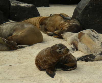 IMGP0424_Galapagos Sea Lions.JPG