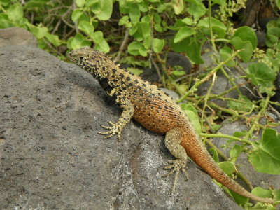 IMGP0425_Espanola  Lava Lizard_male.JPG