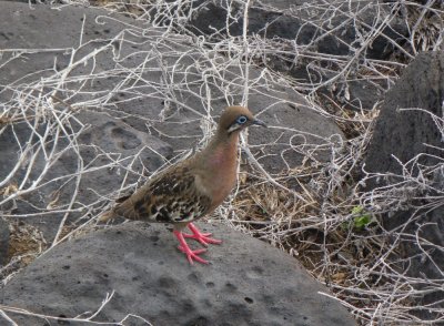 IMGP0467_Galapagos Dove.JPG
