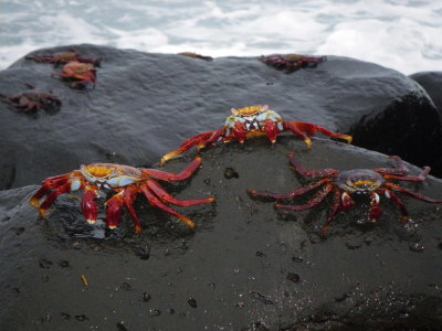 IMGP0495_Sally Lightfoot Crabs.JPG