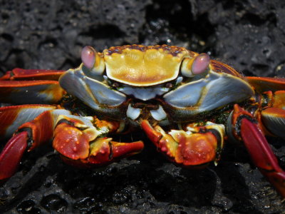 IMGP0546_Sally Lightfoot Crab.JPG