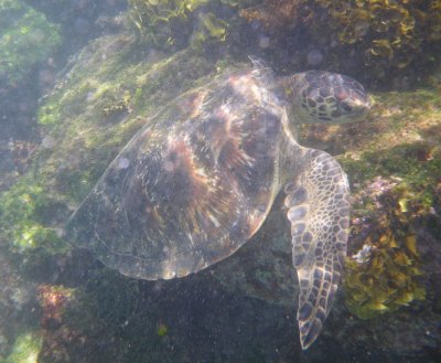 IMGP0584_Green Sea Turtle.JPG