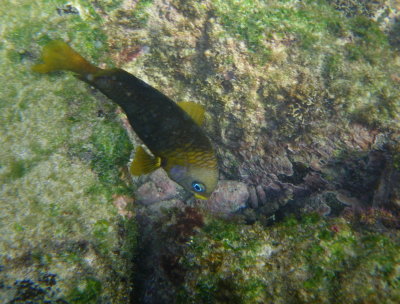 IMGP0640_Yellow-tail Damselfish.JPG