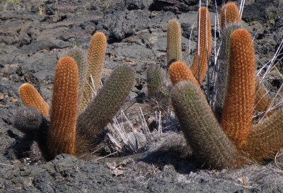 IMGP0821_Lava Cactus.JPG