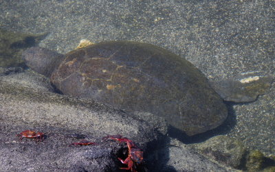 IMGP1019_Green Sea Turtle in tidal pool.JPG