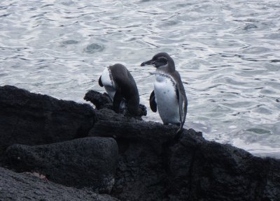 IMGP1045_Galapagos Penguins.JPG