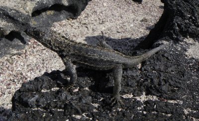 IMGP1060_Galapagos Lava Lizard_male.JPG
