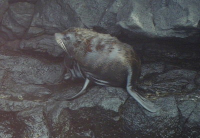 IMGP1150_Galapagos Fur Seal.JPG