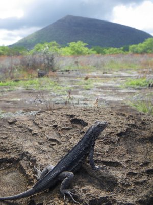 IMGP1169_Galapagos Lava Lizard_male enjoying view on Santiago Isl.JPG