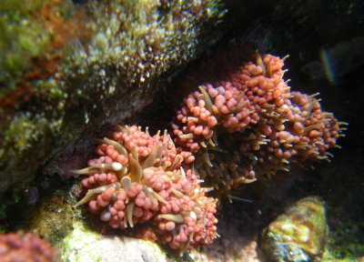 IMGP1250_sea anemones.JPG