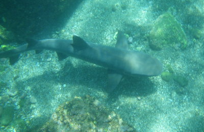 IMGP1254_White-tipped Reef Shark.JPG