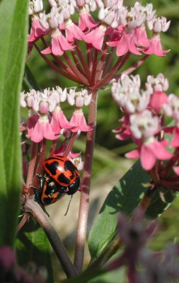 Milkweed Leaf beetles_4.JPG