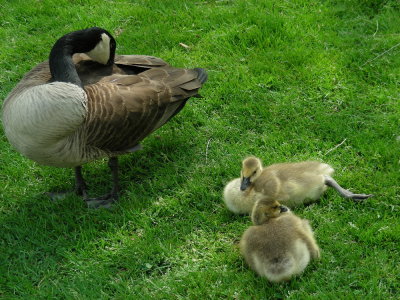 DSCN2142_Canada Goose and goslings.JPG