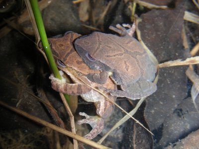 DSCN1880_mating Spring Peepers.JPG