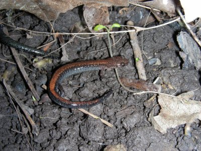 DSCN6990_Red-backed Salamander.JPG