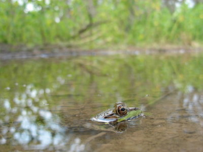 DSCN9603_Northern Leopard Frog.JPG