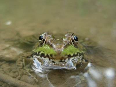 DSCN9606_Northern Leopard Frog.JPG