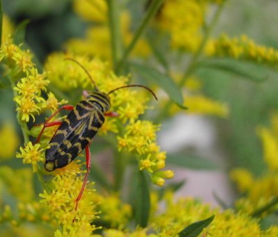 beetle in goldenrod_DSCN2311.JPG