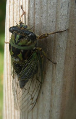 cicada_DSCN8173.JPG