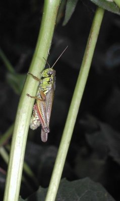 grasshopper_Sept 2005.JPG