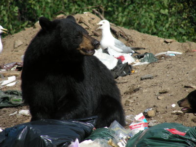 Black Bear adult at the dump_2007.JPG