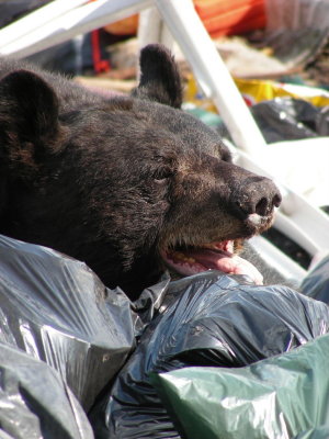 Black Bear adult close up at the dump_2007.JPG