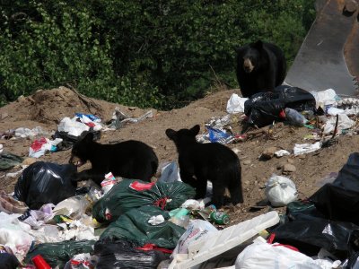 Black Bear family at the dump_2007.JPG