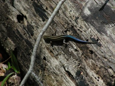 Five-lined Skink_young_2_2007.JPG