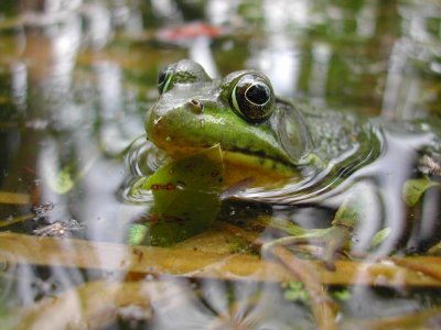 Green Frog_1_2006.JPG