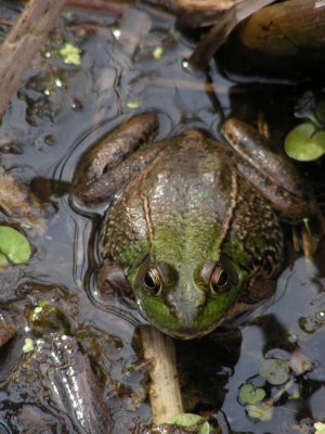 Green Frog_2007_DSCN2209.JPG