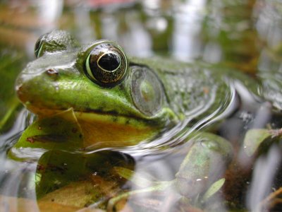 Green Frog_2_2006.JPG