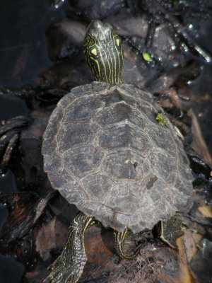 Map Turtle_2007_DSCN2196.JPG