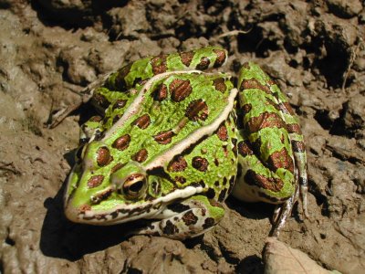 Northern Leopard Frog_1_2006.JPG