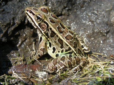 Northern Leopard Frog_2007_DSCN2775.JPG