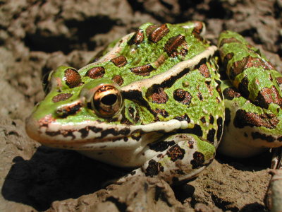 Northern Leopard Frog_2_2006.JPG