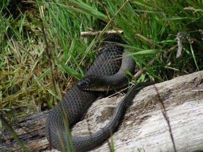 Northern Water Snake_2007_DSCN3163.JPG