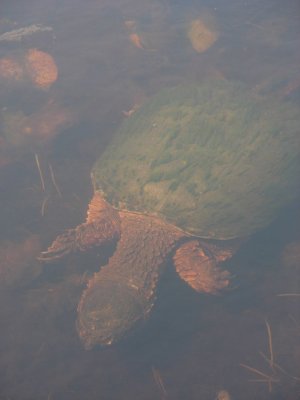 Snapping Turtle_2007_DSCN2155.JPG