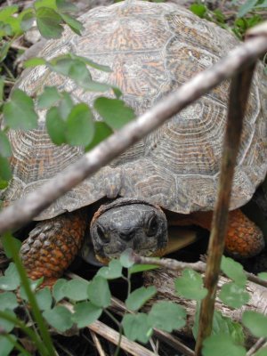 Wood Turtle_2006_819.JPG