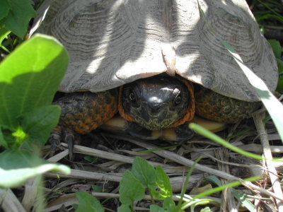 Wood Turtle_2006_861.JPG