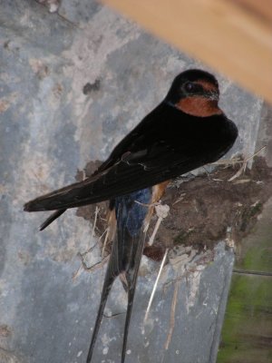 Barn Swallow on nest_2007.JPG