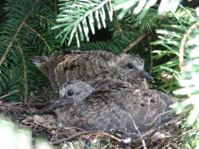 Mourning Dove chicks in nest_2007.JPG