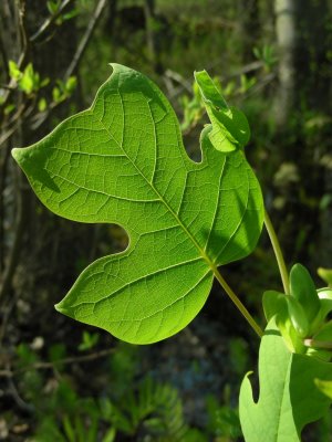 Plants