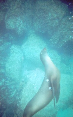 Galapagos Sea Lion.jpg