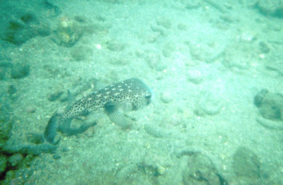 Spotted Porcupinefish.jpg