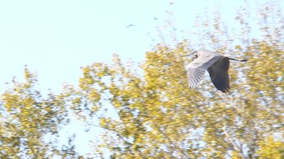 Great blue heron in flight