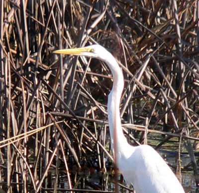 Egret in the rushes